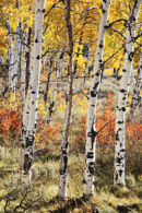 ASPENS