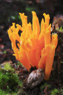 CAROL FUNGUS