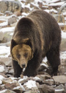 GRIZZLY BEAR