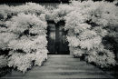 WISTERIA       HAM HOUSE