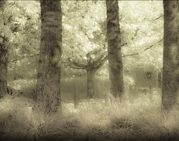 SOFTSCAPE