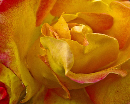 Silver Merit Award Winner May 2009 - Macro