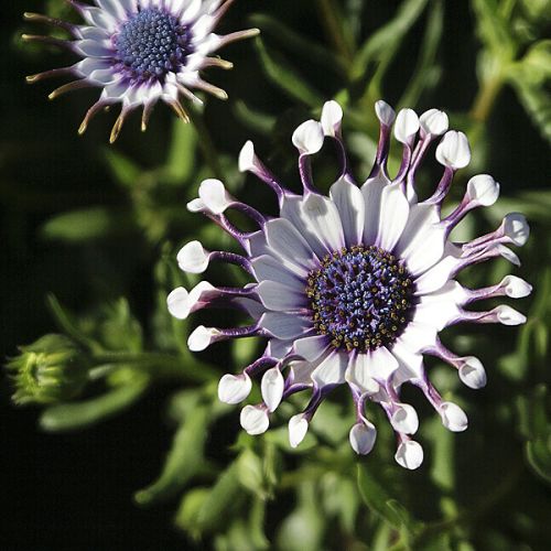 Silver Merit Award Winner - Science & Nature