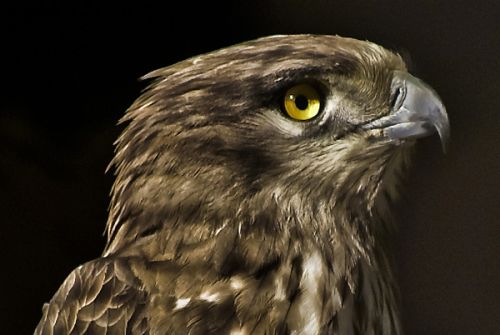 Silver Merit Award Winner - Wildlife April 2010