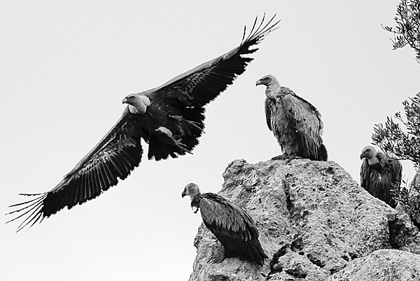 This contemporary image of Griffon Vultures received the SWPP&BPPA Silver Merit Award for Wildlife in April 2009