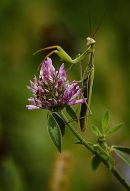 Mantis