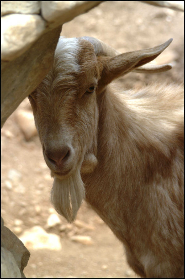 Mountain Goat