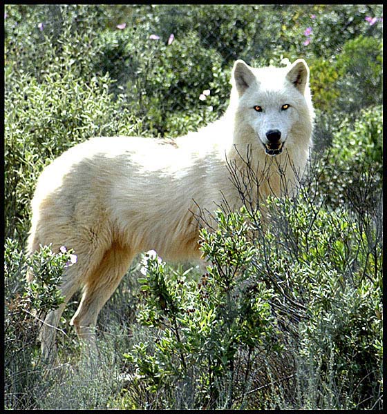Arctic Wolf