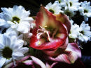 Orchid Splendour