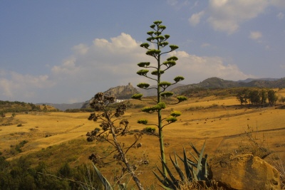 Flowering aloe plant with Zahara de la Sierra in the background