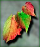 "Autumn Leaves"
