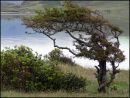"Irish Loch"