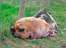 "Pig"