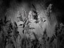 Reed Grass