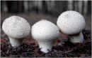 "Puffballs"
