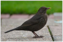 Female Blackbird (Turdus merula) 