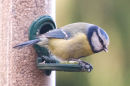 Blue Tit (Parus Caeruleus)