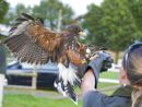 Bev and Harris Hawk