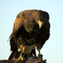 Harris Hawk (Parabuteo unicinctus)