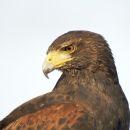 Harris Hawk (Parabuteo unicinctus)