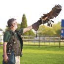 Bob with Harris Hawk