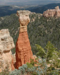 Bryce Hoodoos
