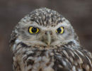 Little Owl (Athene noctua)