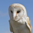 Barn Owl (Tyto alba)