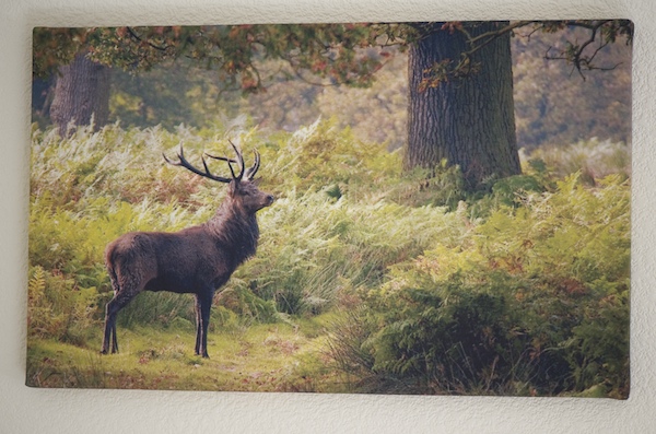 Gallery-wrap canvas print