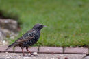 Starling (Sturnus vulgaris)