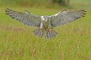 GyrFalcon (c) Falco rusticolus