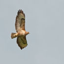 Buzzard (Buteo Buteo)