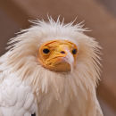 Egyptian Vulture (Neophron percnopterus) (c)