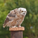 Young Eagle Owl (Bubo Bubo) (c)