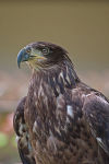 Young male Bald Eagle (Haliaeetus leucocephalus) (c)