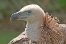 Young Griffon Vulture (Gyps fulvus) (c)