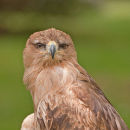 Tawny Eagle (Aquila rapax) (c)