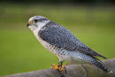 Falcon (Falco)