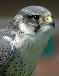 Falcon