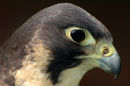 Female Peregrine