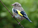Goldfinch (Carduelis carduelis)
