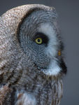 Great Grey Owl (Strix Nebulosa)