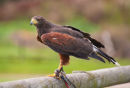 Harris Hawk (Parabuteo unicinctus)