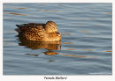 Female Mallard