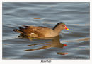 Moorhen (Gallinula chloropus)