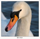 Mute Swan (Cygnus olor)