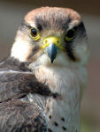 Peregrine Falcon (Falco peregrinus)