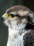 Peregrine Falcon
