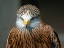 Red Kite (Milvus milvus)