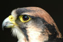Red Tailed Hawk (Buteo Jamaicensis)